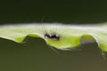 Apourer Moth Orgyia antiqua caterpillar.